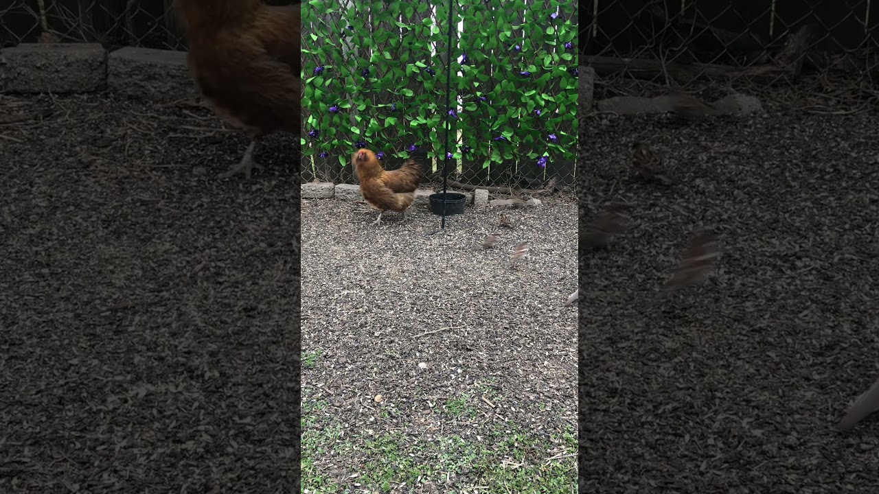 Peaceful Backyard Bird Watching ✨ #birds #backyardbirds #chicken #cattv