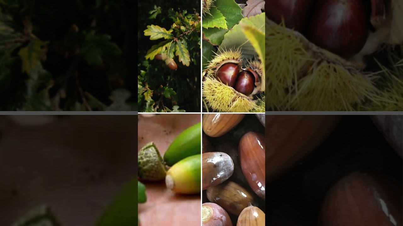 les bienfaits de gland  de ch&ecirc;ne vert