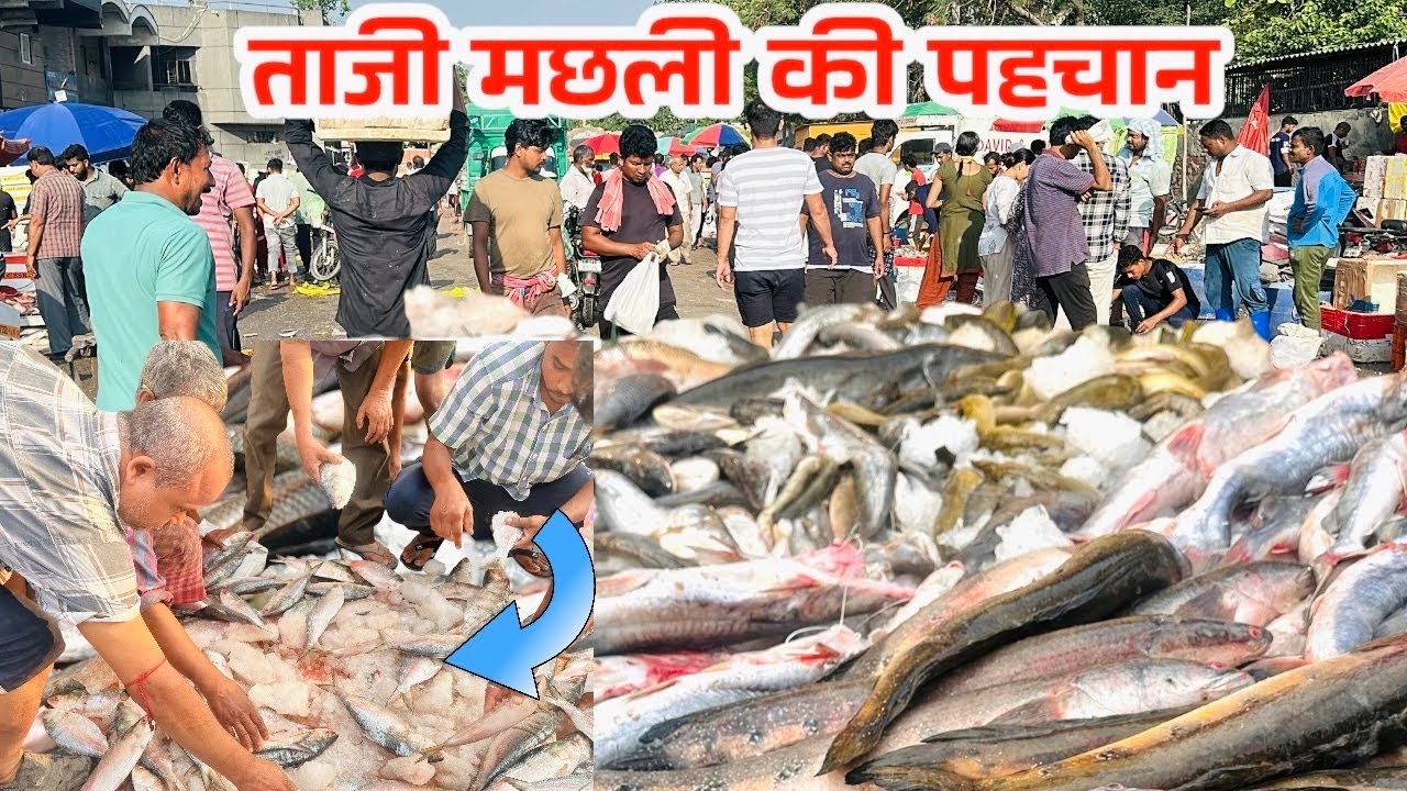 ghazipur fish mandi rates today | Gazipur fish Mandi | wholesale fish market in Delhi|RRRM |