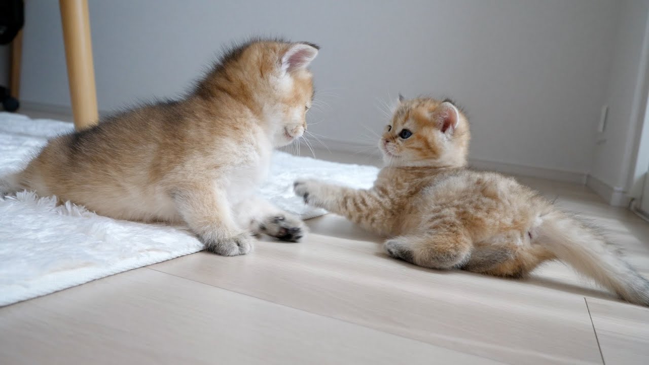 Kittens were fighting all the time, so the mother cat couldn't take it anymore and came to...