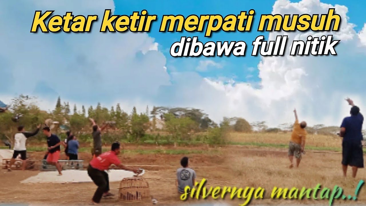 Merpati Tomprang Berkuwalitas || Ketar Ketir Merpati Musuh Dibawa Full Nitik