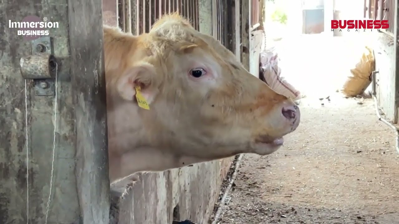 🔴 Business Immersion : Meuhhh comment produisons du lait à Maurice ?
