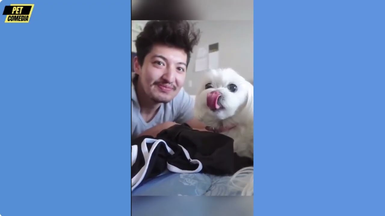 Hilarious Funny Dog Compilation| Cutest and Funniest Dogs Ever! Compilation #108 | Pet Comedia