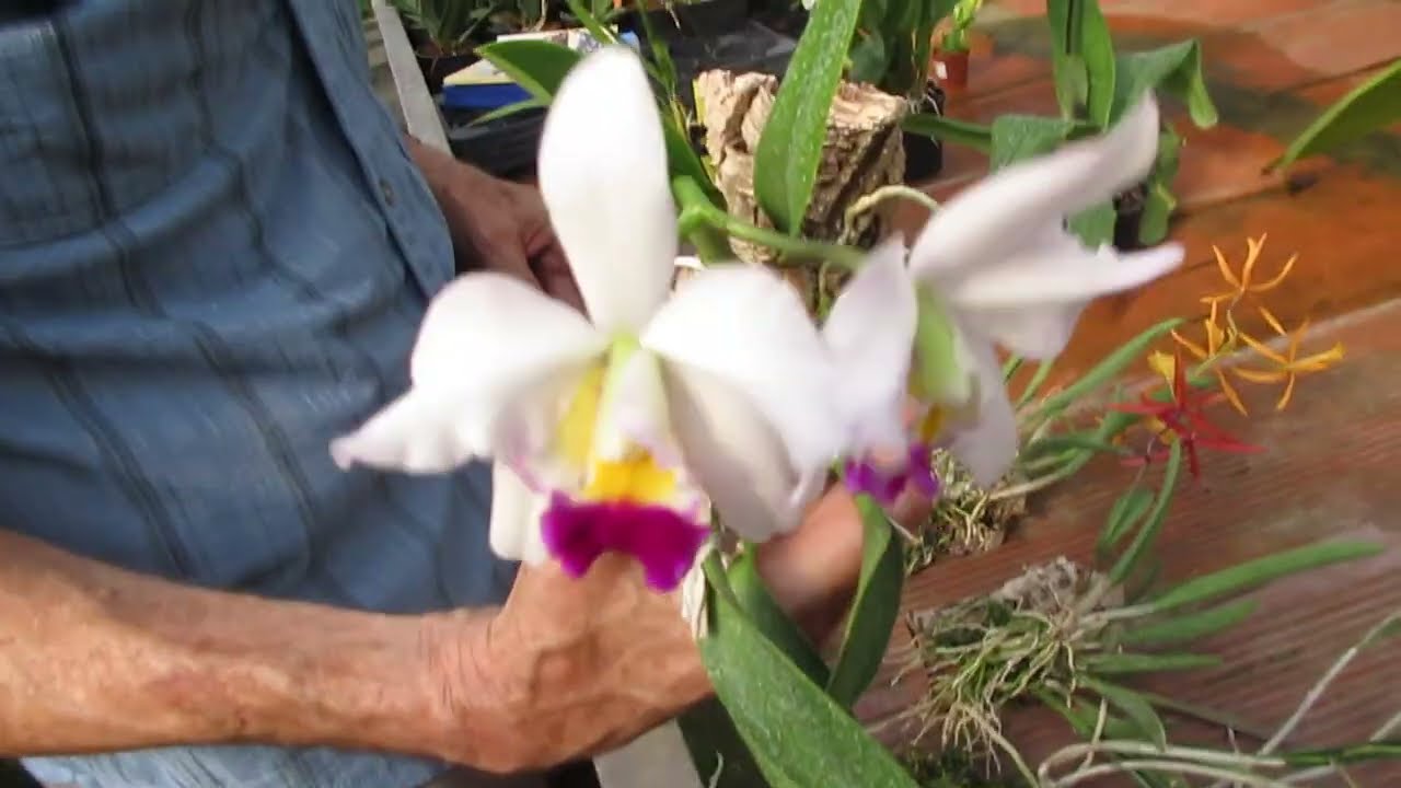 orchidee particolari fiorite oggi all'Orchideria di Morosolo