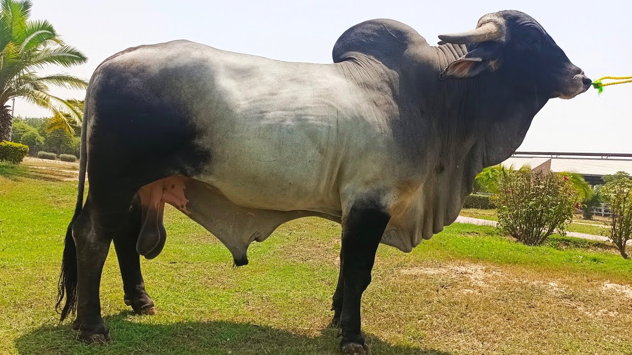 Top Line Brahman Bulls || CEBG SPu || Grey Brahman || Red Brahman