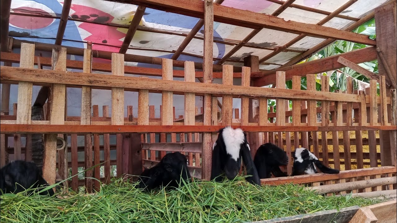 TUGAS PKWU (Observasi Budidaya Peternakan Kambing) : Rahmatun Magfiroh (28)
