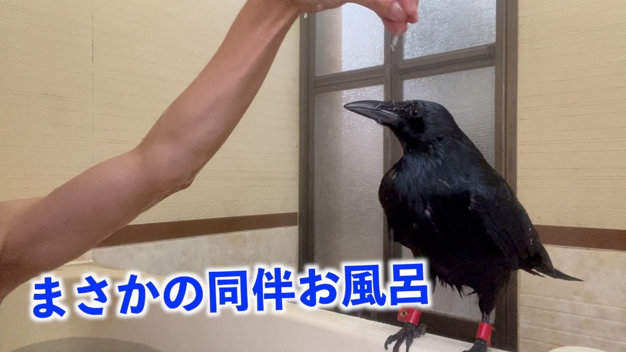 [カラスとお風呂に入ってみたら意外と落ち着く時間だった]