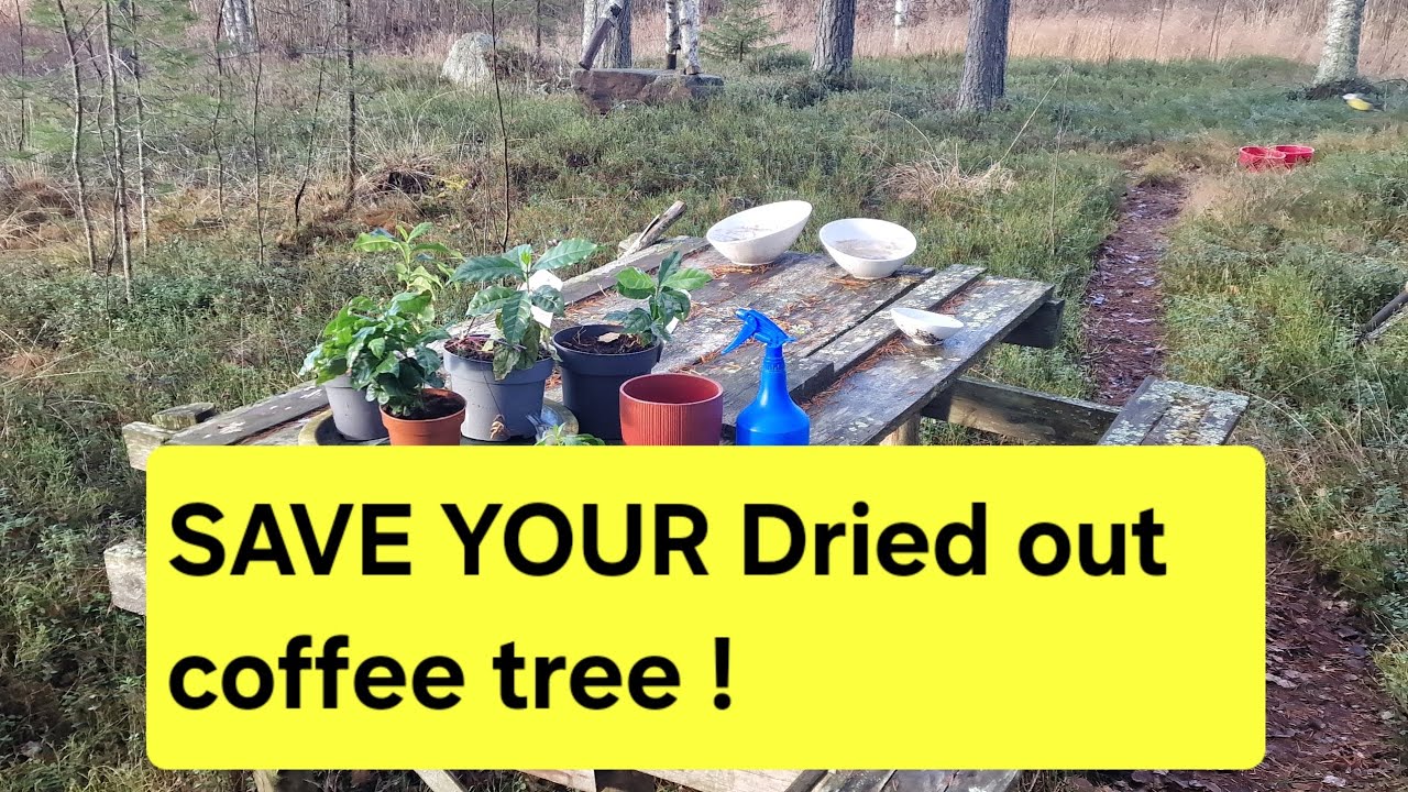 HOW To SAVE A Dried Out Coffee Tree or coffee plant