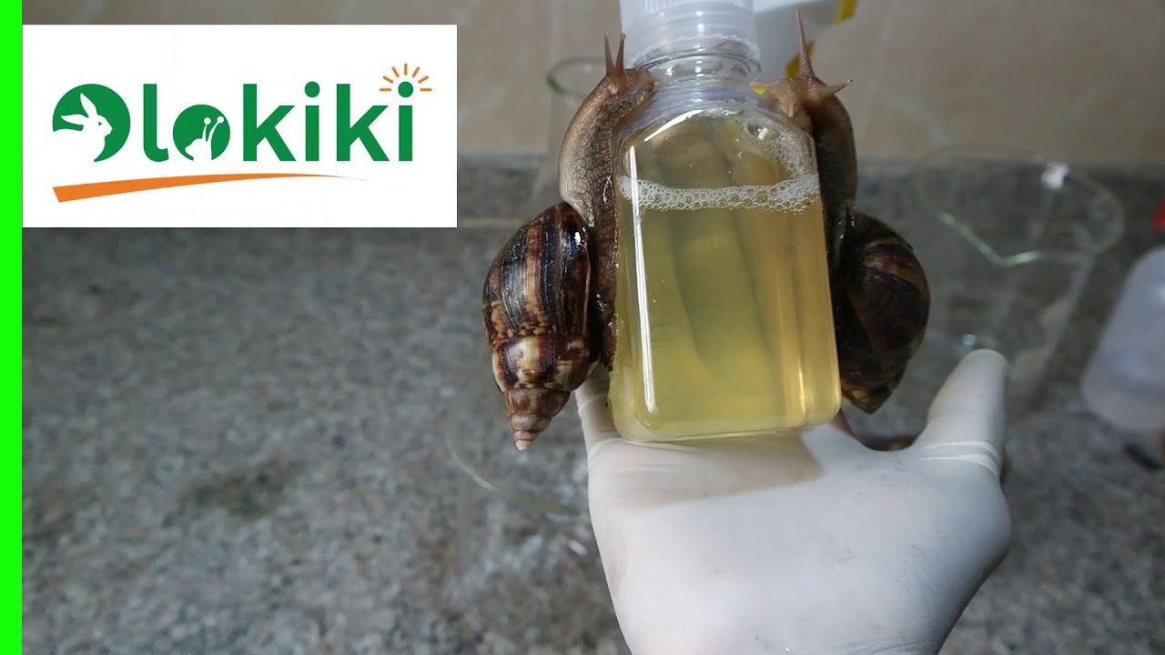 Извлечение слизи улиток (КАК СДЕЛАТЬ СТИМУЛЯТОР ДЛЯ УЛИТОК)...Дорогие продукты из улиток.