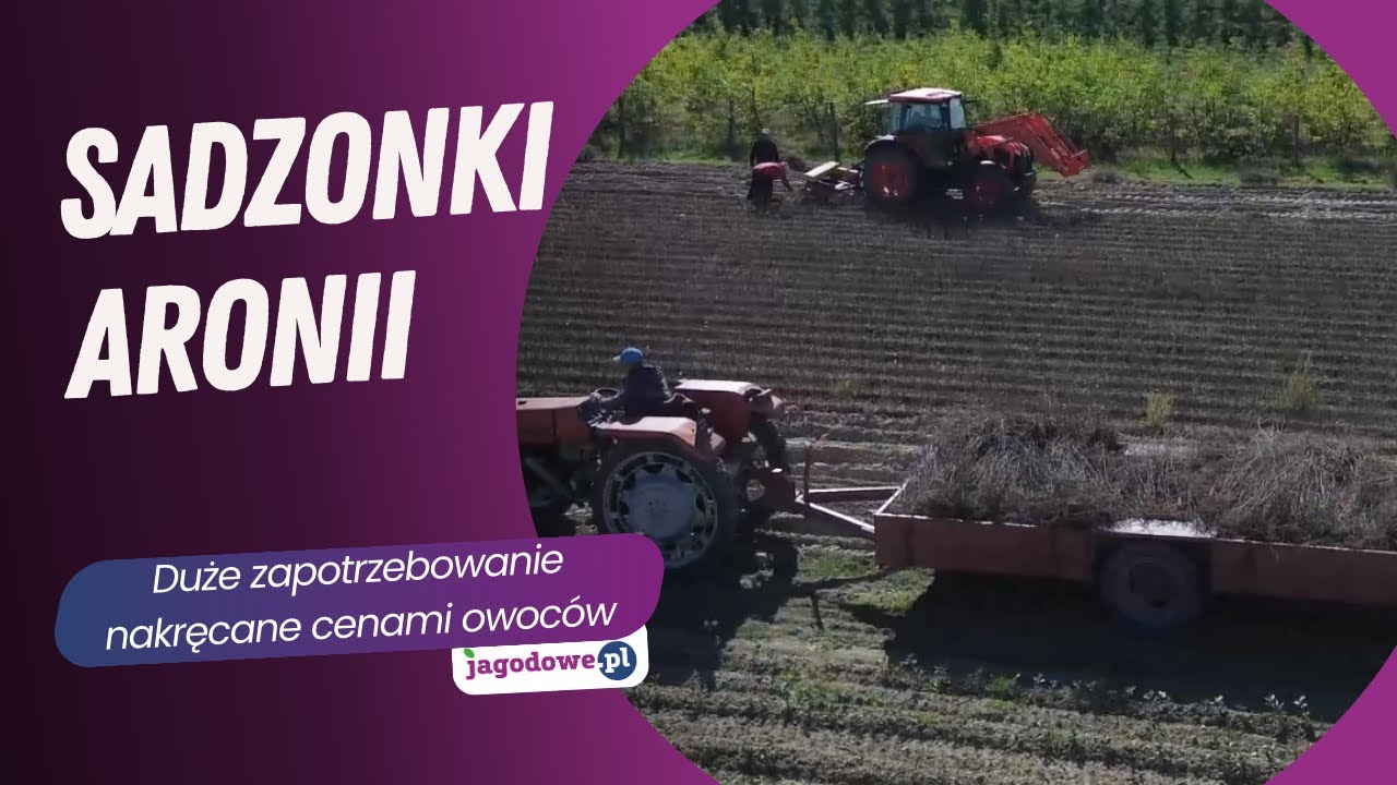 Sadzonki aronii - ceny owoców napędzają popyt
