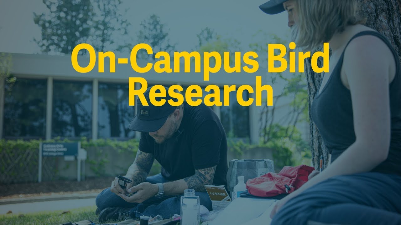 On-Campus Bird Research with Matt Reudink - Thompson Rivers University (TRU)
