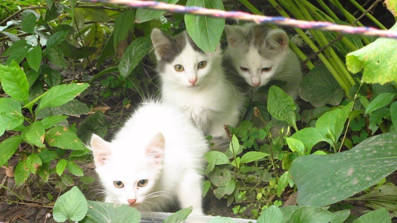 Three kittens with cats meow on the street
