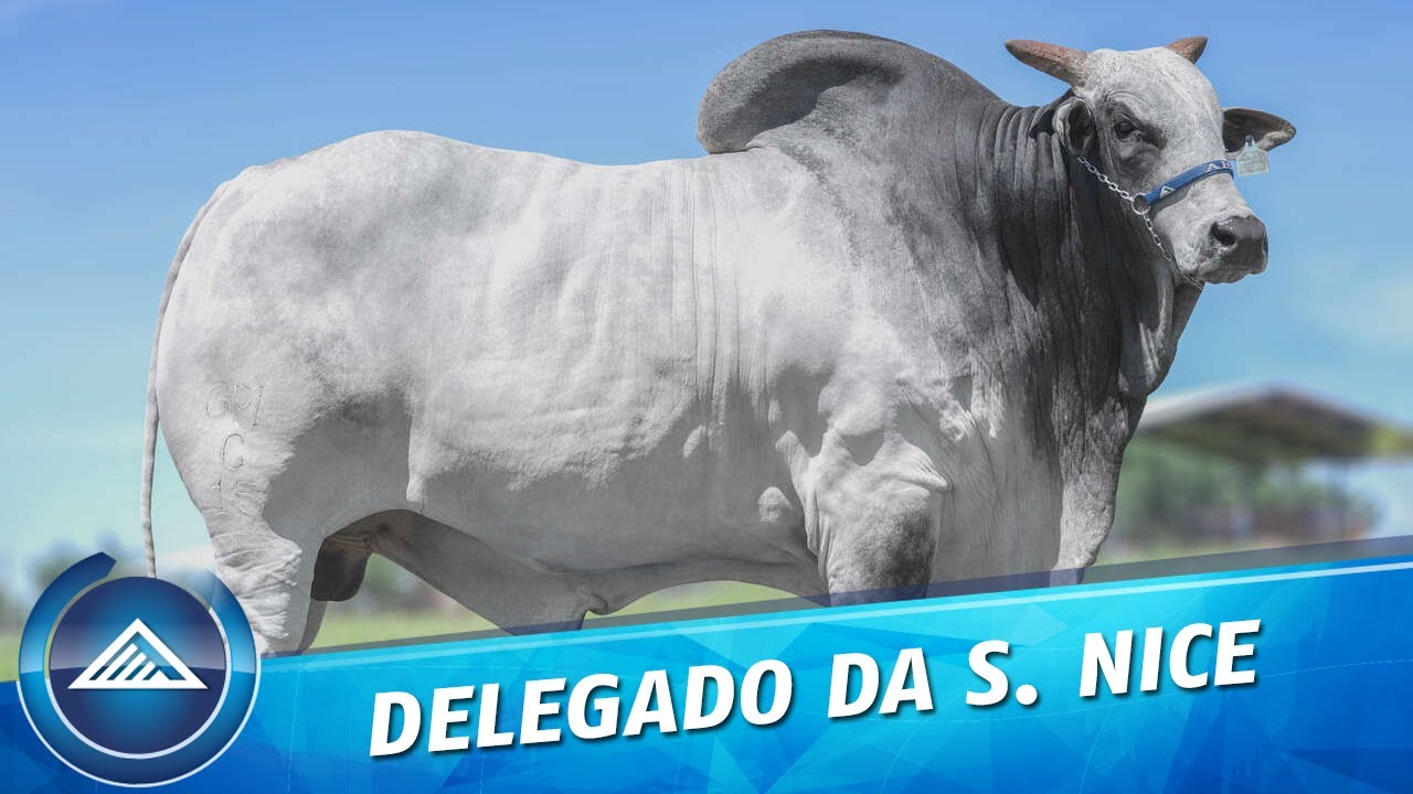 Delegado Fiv Santa Nice