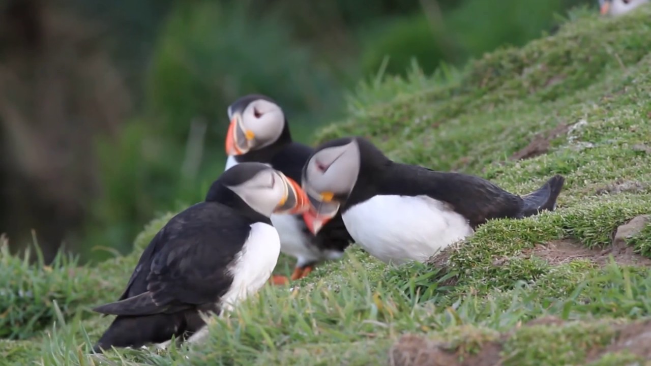 Puffin pair 
