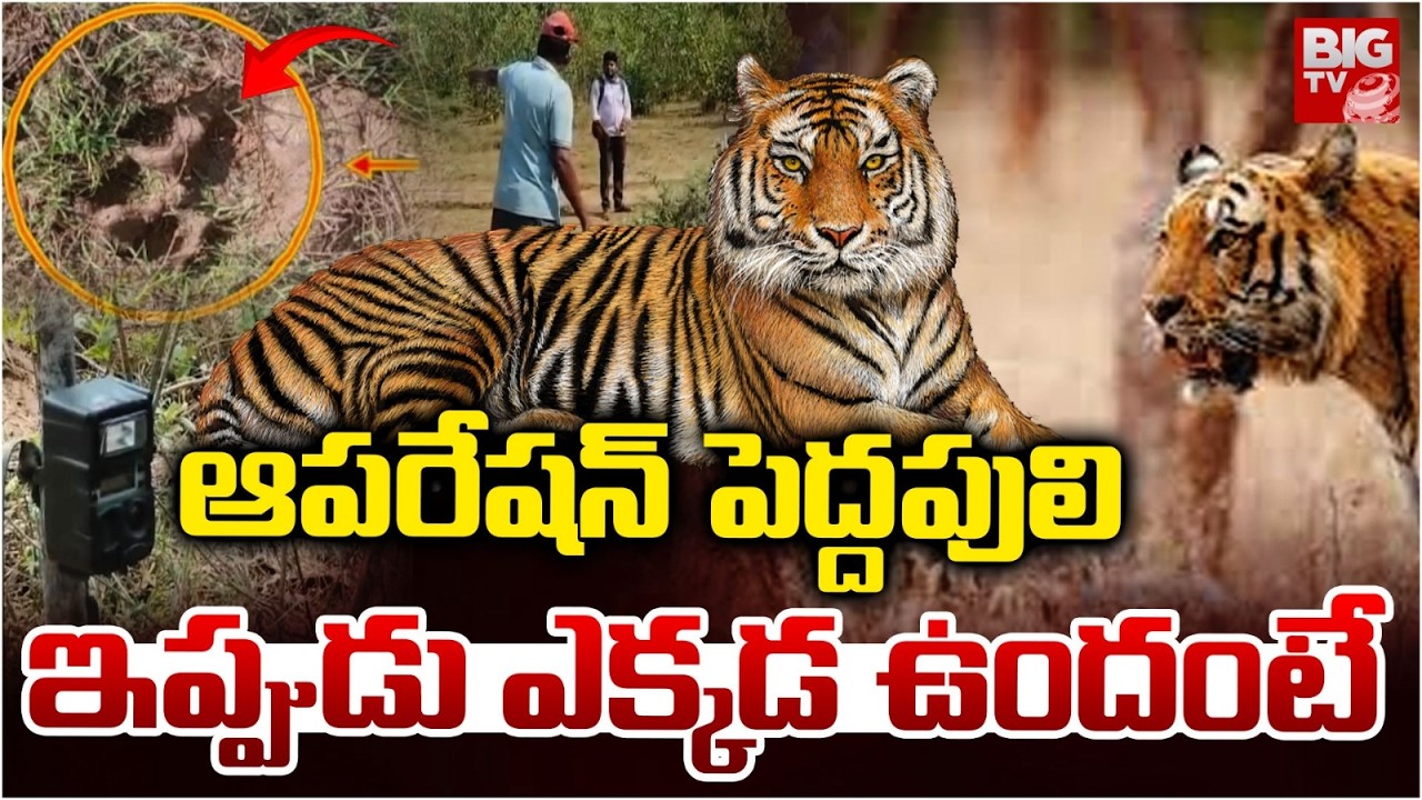Operation Tiger | పోలవరం జిల్లాలో  ఆపరేషన్ పెద్దపులి | Tiger At Polavaram | BIG TV