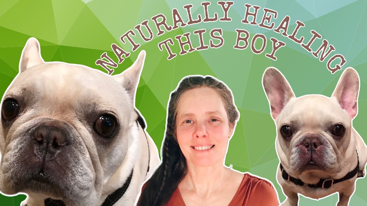 Curing Frenchie Skin Allergies