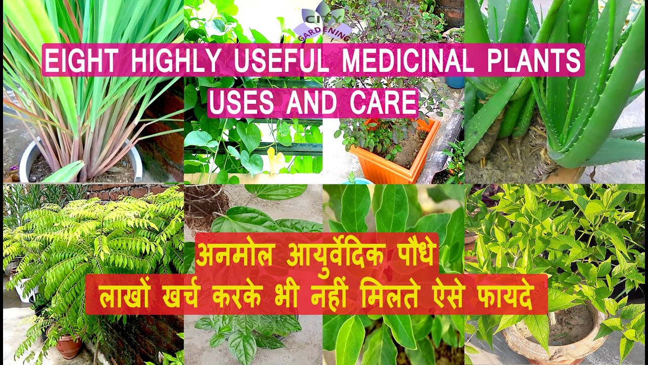 Eight highly useful medicinal plants that you can grow in pots.