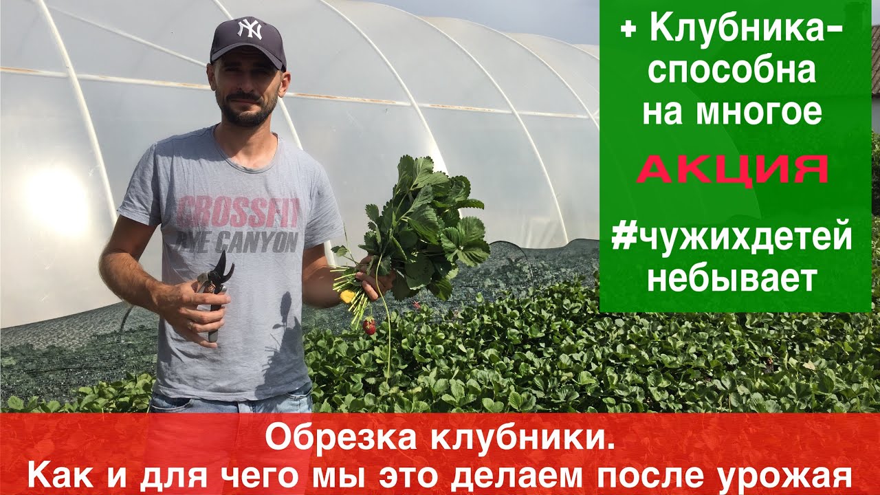 Обрезка клубники.Как и зачем мы это делаем после урожая(+Добрые дела благодаря клубничникам Крыма)