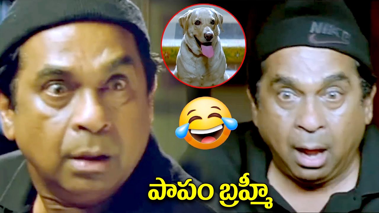 Brahmanandam Unlimited Comedy Scenes || Namo Venkatesha ||  ⁨@iDreamBuzz⁩