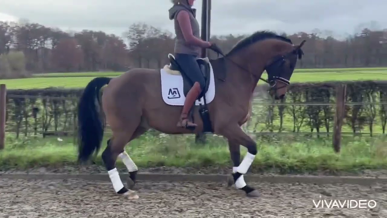 SOLD: 9 yo PSG gelding, 1.74 m., Electron x Valdez