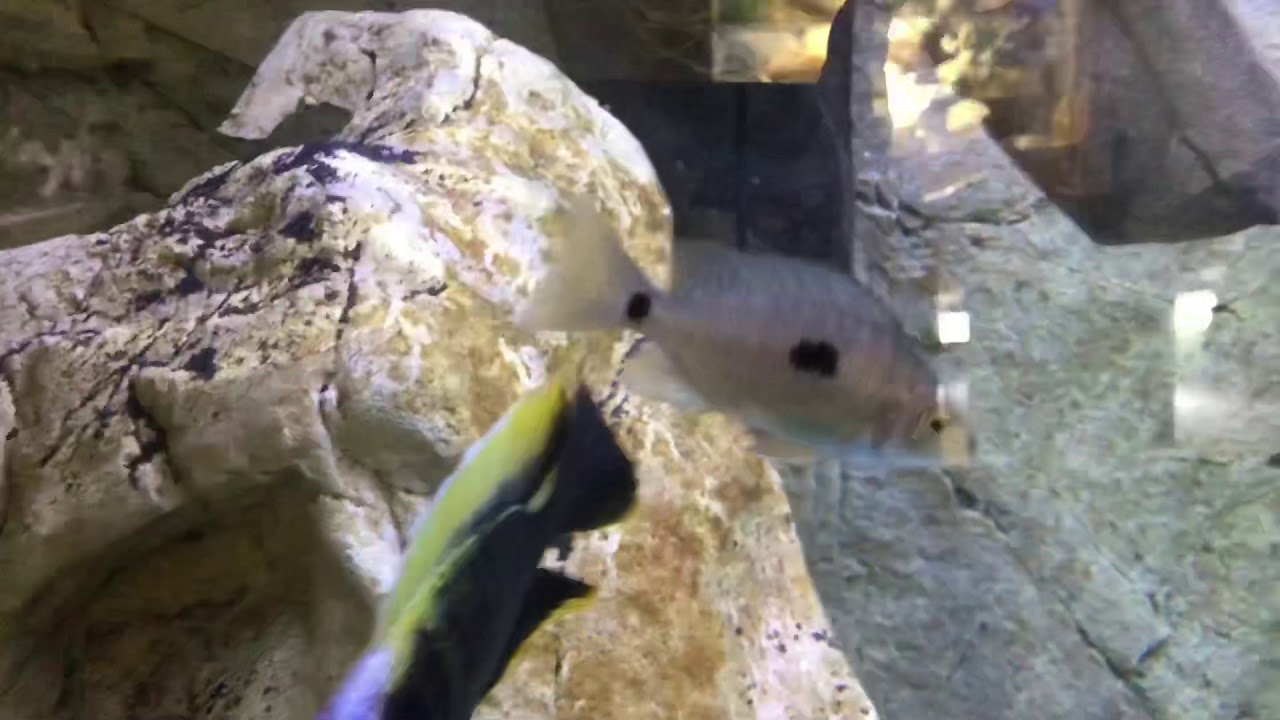 Copadichromis geertsi gome