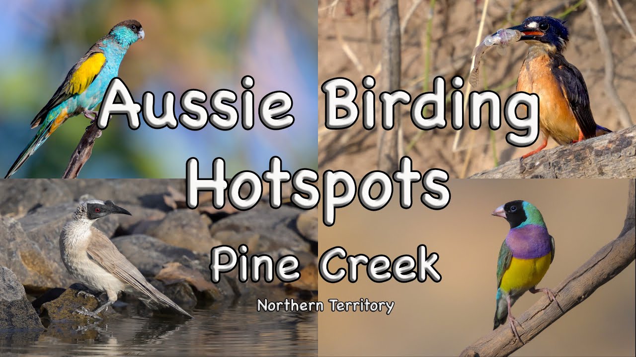 Aussie Birding Hotspots - Pine Creek