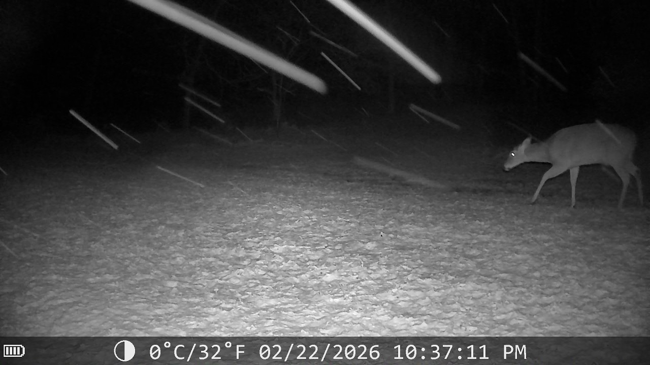 Did The 7-Point Buck Lose His Antlers? Buck or Doe at Night