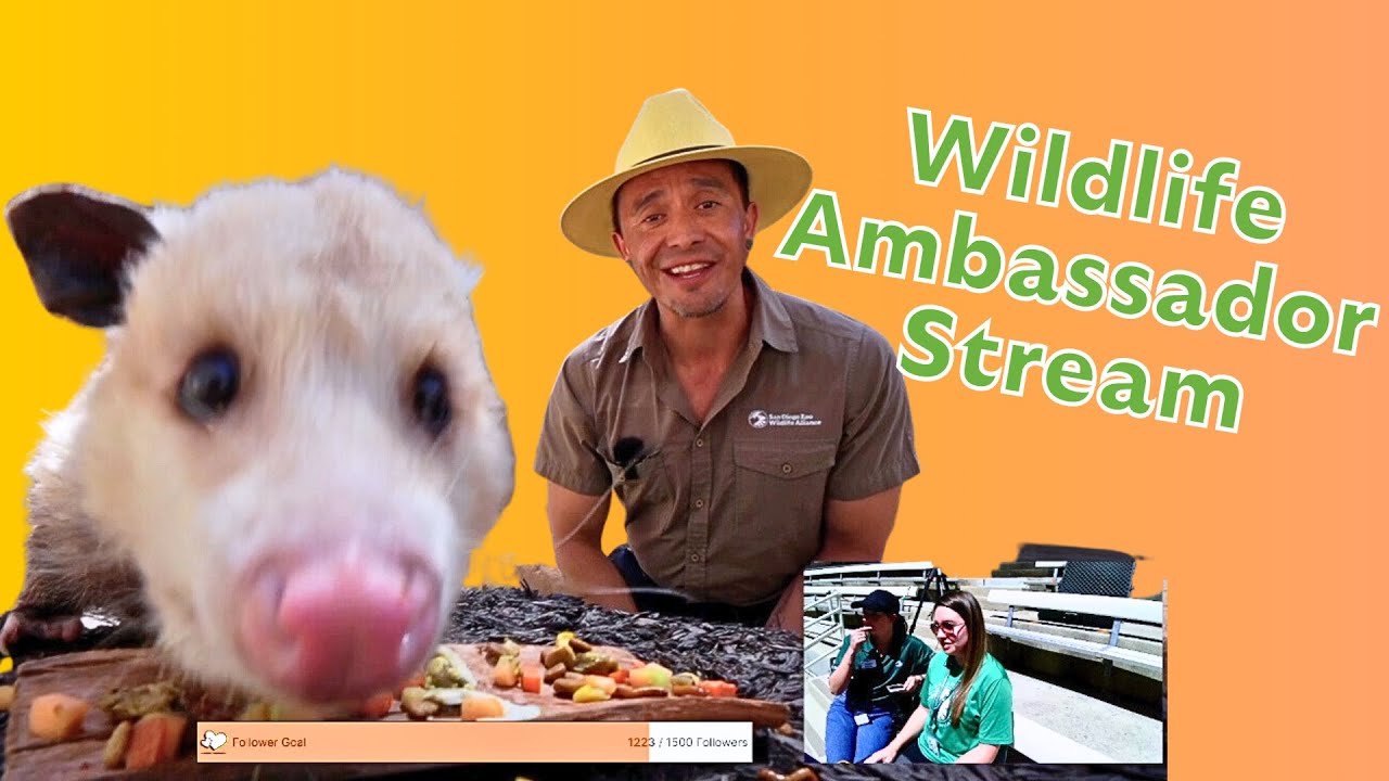 San Diego Zoo: A Special Wildlife Ambassador Stream!