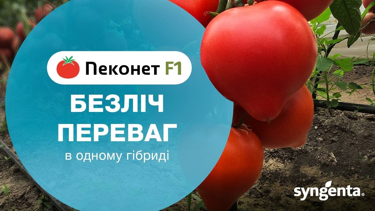 Новинка! Томат  🍅 ПЕКОНЕТ F1.