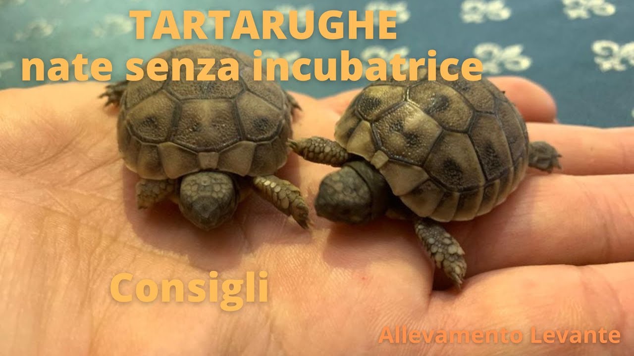 Tartarughe nate senza incubatrice -  consigli -