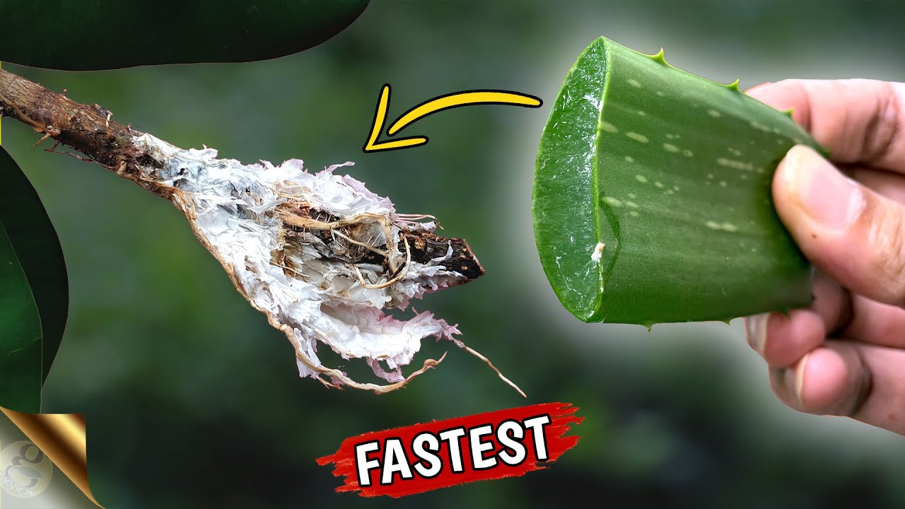 UNIQUE WAY TO CLONE PLANTS USING TOILET PAPER + ALOE VERA | NEW AIR LAYERING METHOD