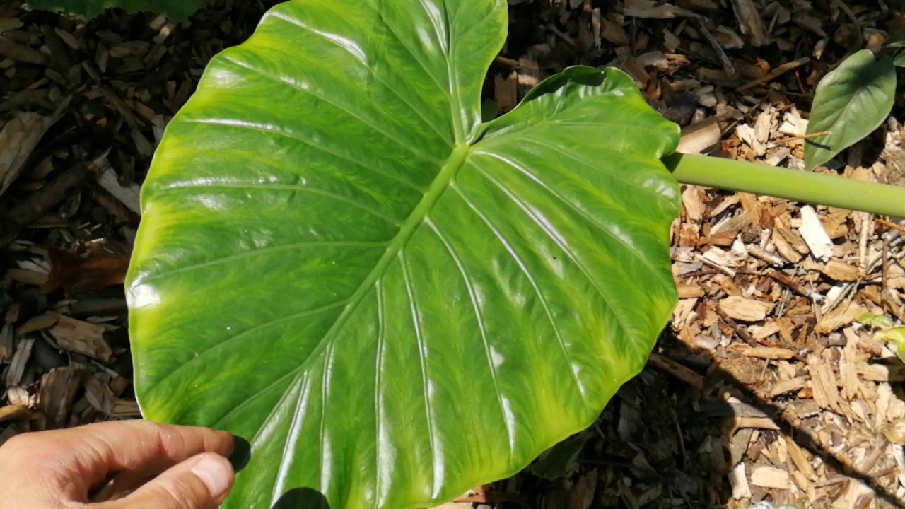 234#. Alocasia Caliodora - dziwna sprawa🤔
