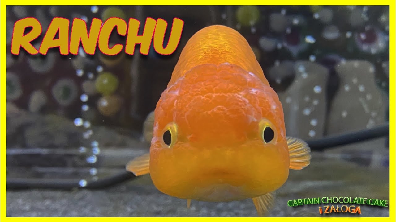 Welony rasowe. Jak poznać jakość ranchu?