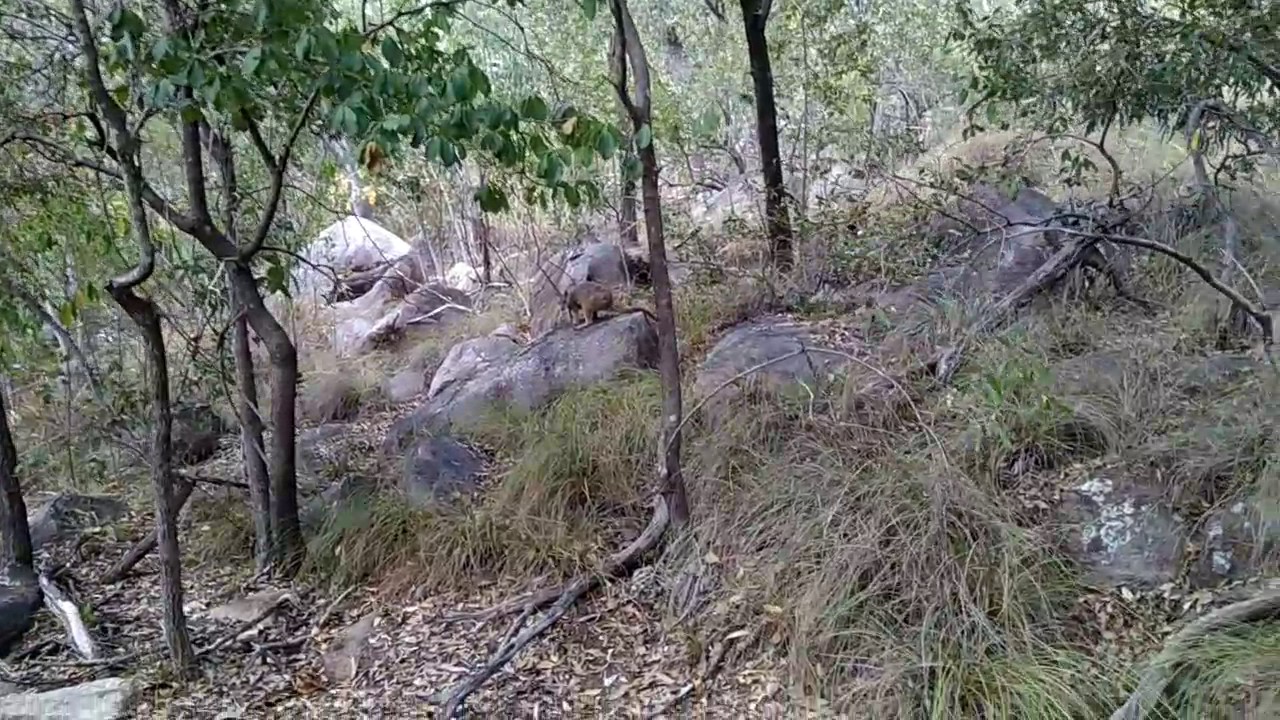 Rock wallabies @ magnetic island