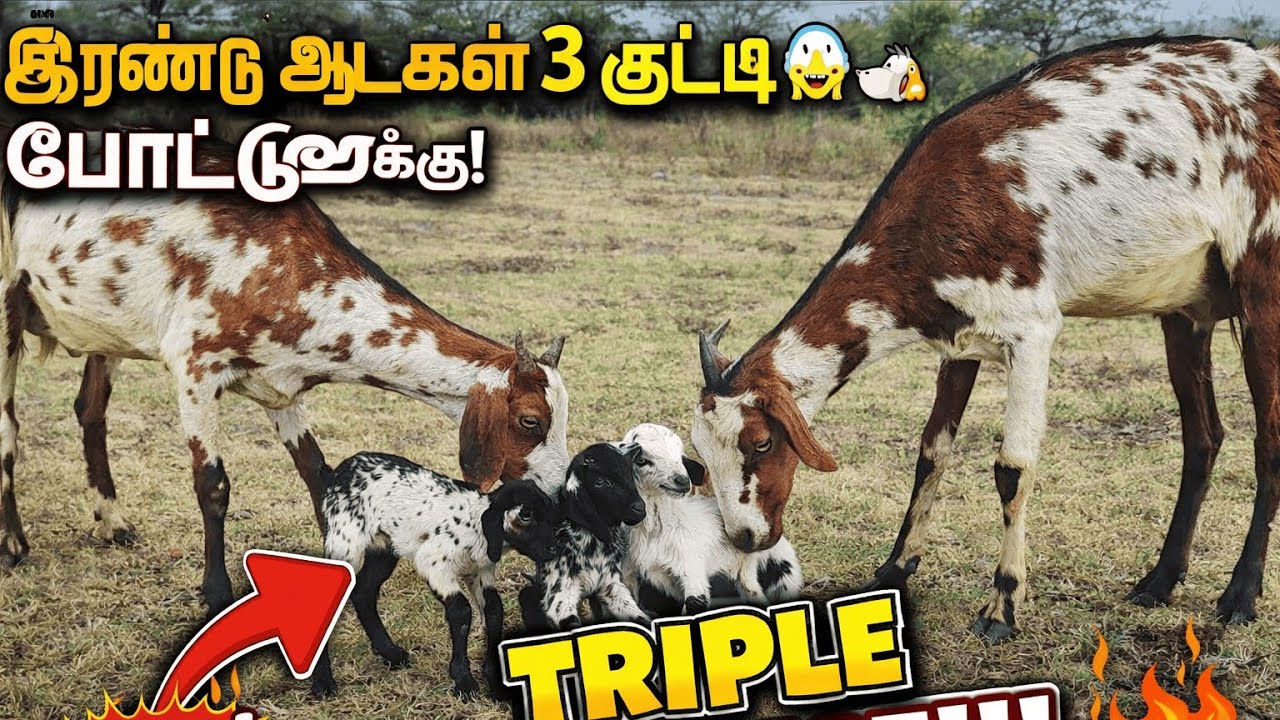 ஒரே நாளில் 2 ஆடுகள்… ஆனா 3 குட்டி! எப்படி? 😳🐐🔥