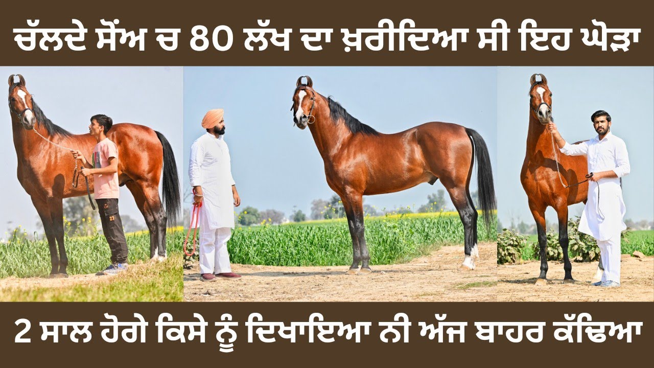 ਚੱਲਦੇ ਸੋਂਅ ਚੋਂ 80 ਲੱਖ ਦਾ ਖ਼ਰੀਦਿਆ ਸੀ ਇਹ ਘੋੜਾ,2 ਸਾਲ ਹੋਗੇ ਕਿਸੇ ਨੂੰ ਦਿਖਾਇਆ ਨੀ ਅੱਜ ਈ ਬਾਹਰ ਕੱਢਿਆ