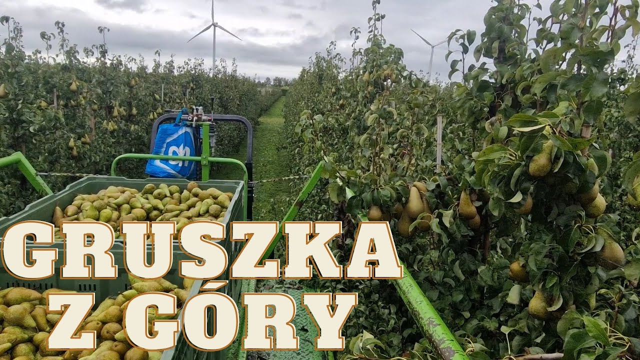 Niderlandy praca: gruszka z góry