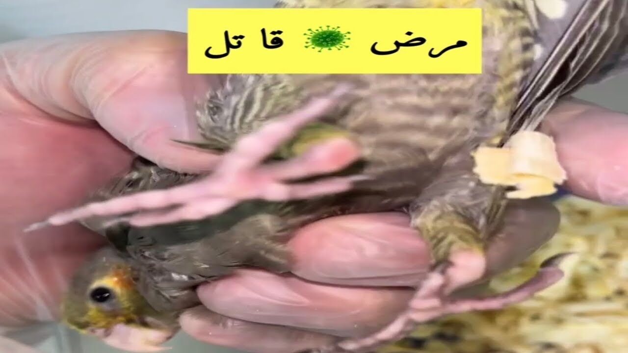 حالة ببغاء كروان حرجة ٣ ايام استفراغ والسبب مرض 🦠 قا تل 🩸