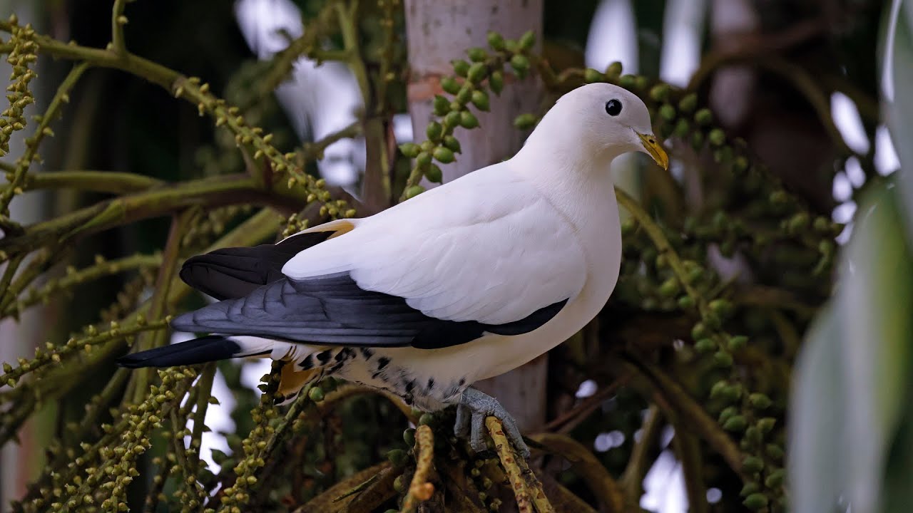 Australia Part 13: flight Darwin-Cairns & birding The Esplanade Sep 16 #canonr5 #rf100-500