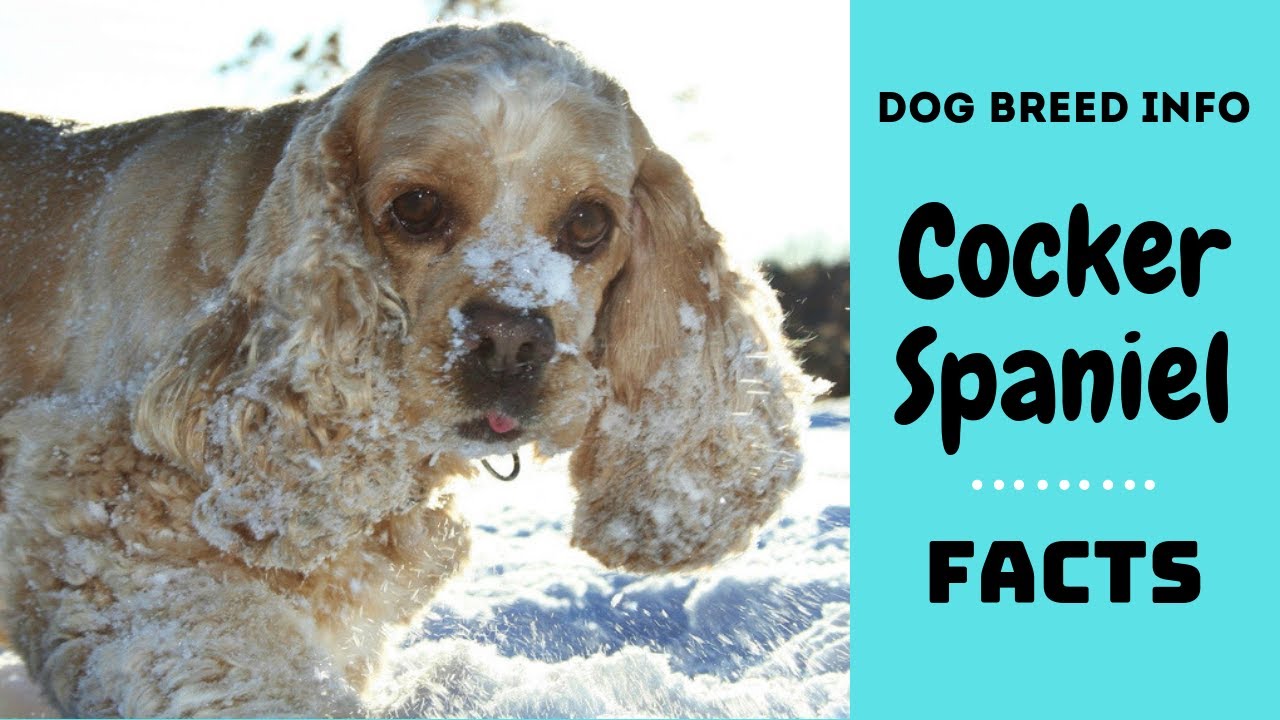 American Cocker Spaniel dog breed. All breed characteristics and facts about Cocker Spaniel dogs