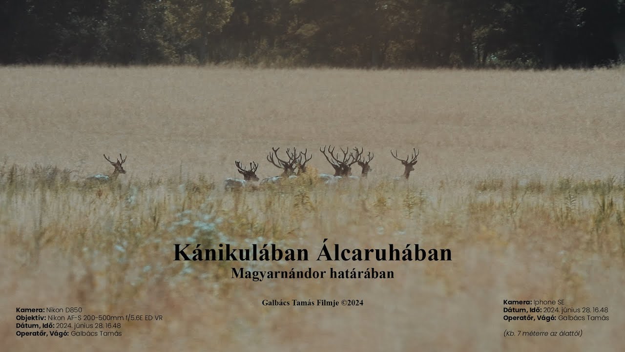 K&aacute;nikul&aacute;ban &Aacute;lcaruh&aacute;ban Magyarn&aacute;ndor hat&aacute;r&aacute;ban - Galb&aacute;cs Tam&aacute;s Filmje