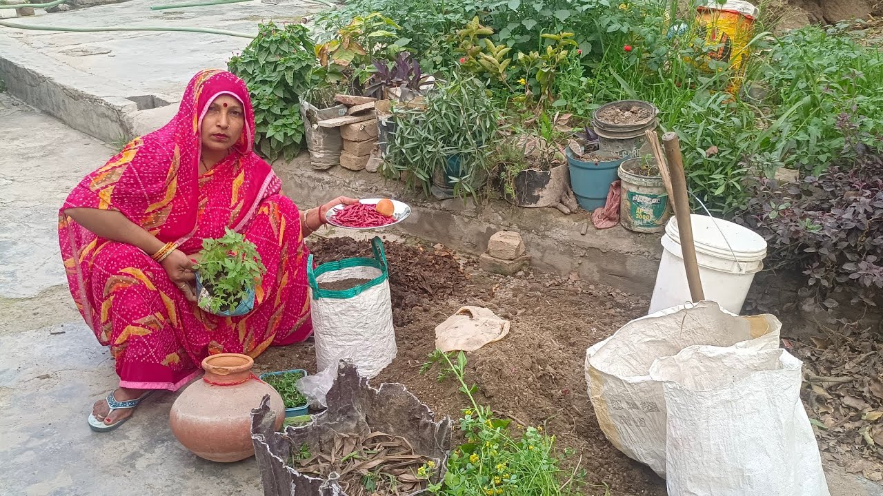 गुलदाउदी को कैसे बचाएं अगले साल के लिए ! 🥀सूखे फूलों को बनाएं गुलदाउदी का नया पौधा save guldaudi 🌱🌼