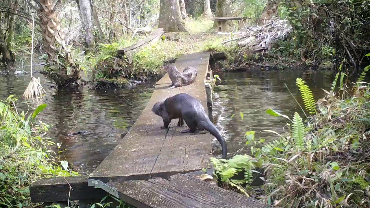 Otter Antics in the Fakahatchee Strand, Part II