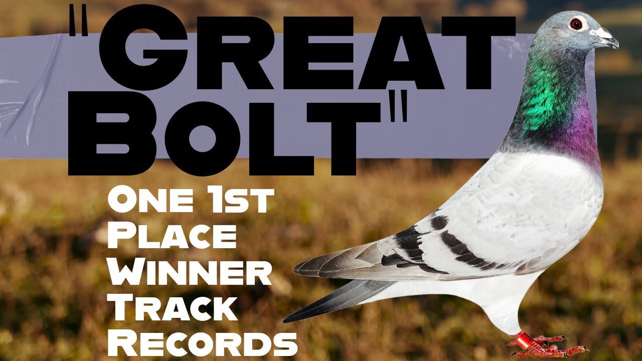 ' Inbred Bolt Cock ' Only 1st Place Winner Racing Pigeon Bloodline For Sale In Excelsior Auctions
