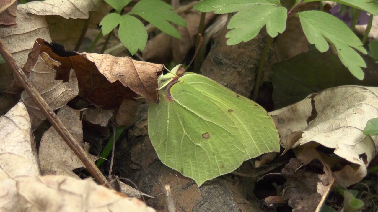 Latolistek cytrynek (Gonepteryx rhamni)