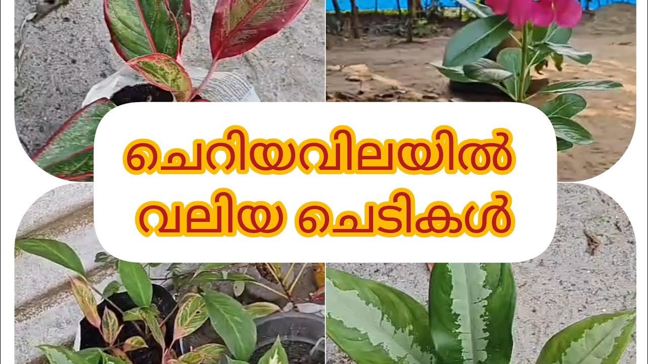 ഇത്രയും വിലക്കുറവിൽ ഇവിടെ മാത്രം.ചെറിയ വിലയിൽ ഒത്തിരി plants സ്വന്തമാക്കാം.#home garden #low cost 🌿.