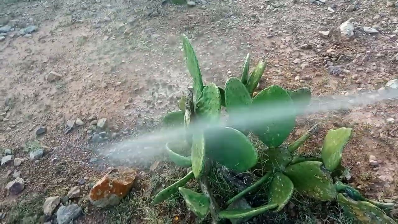 لقاء بالصدفة مع احد شباب دوار اداي حول محاربة الحشرة القرمزية والحفاظ على الصبار