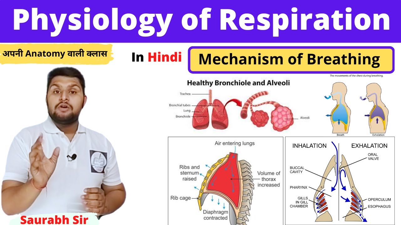 Mechanism of Respiration||Physiology of respiration in Hindi| inspiration ,expiration||Nursing, NEET