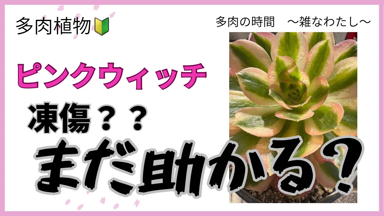 【多肉植物】　ピンクウィッチ　多肉初心者　寒さにやられた？どうしたらいいのー？