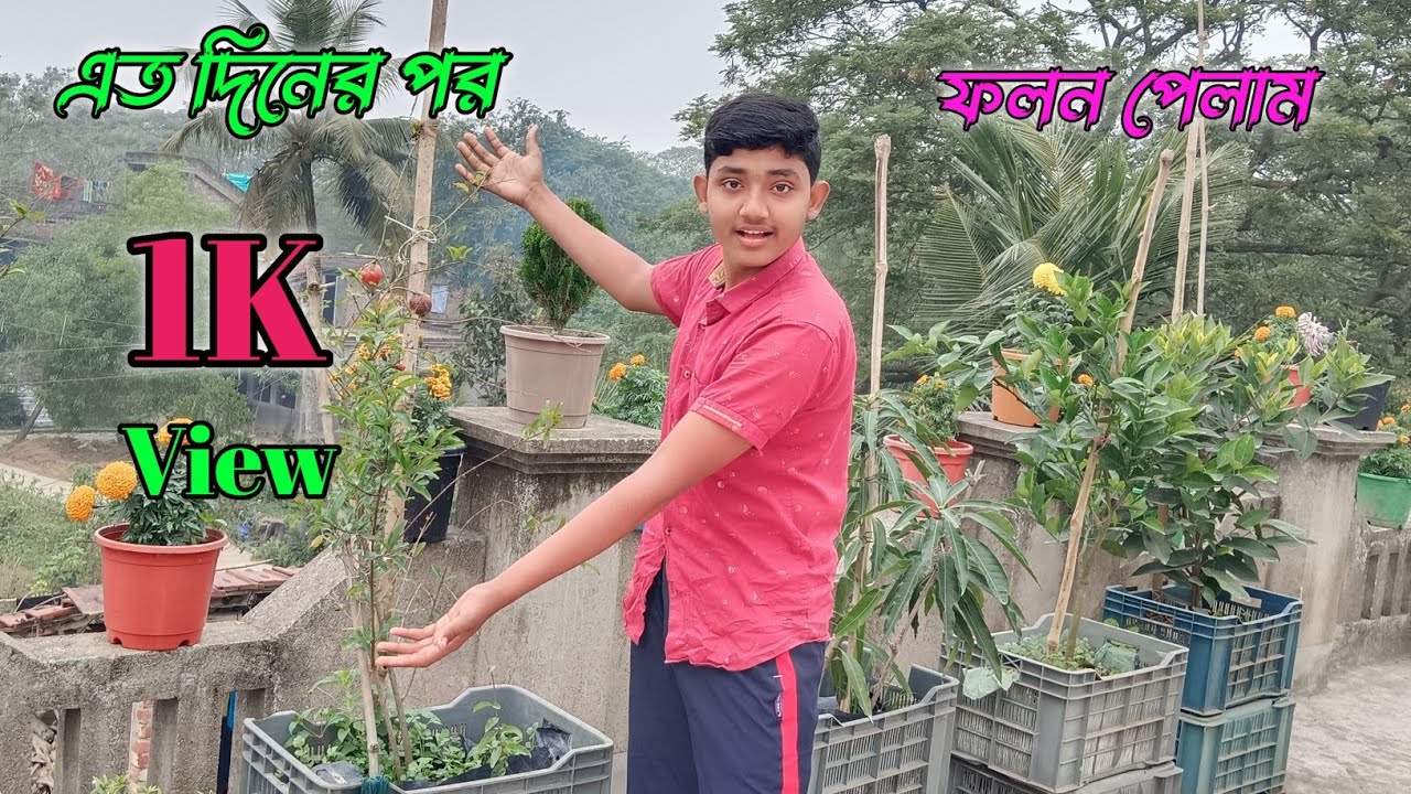 এত দিন পর গাছে ফলন পেলাম || কী কী গান আছে || নতুন গাছ নিয়ে এলাম || #biswajitmirdavlogs #vlogs